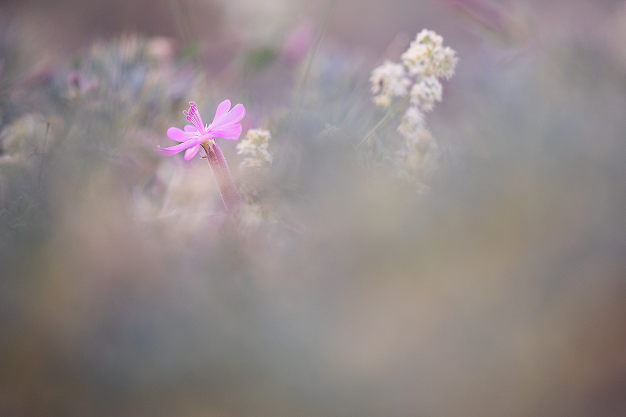 In the pink season