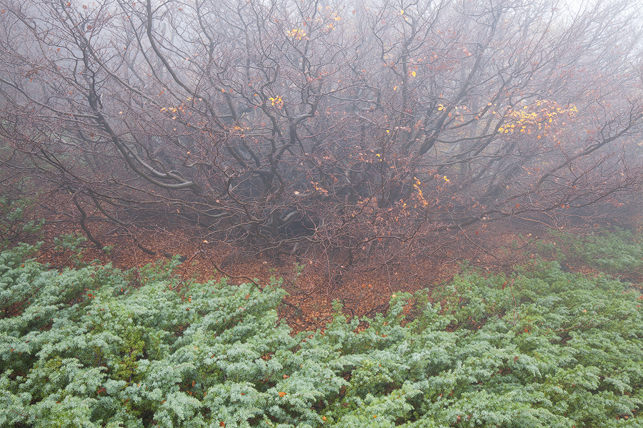 Intricate forest