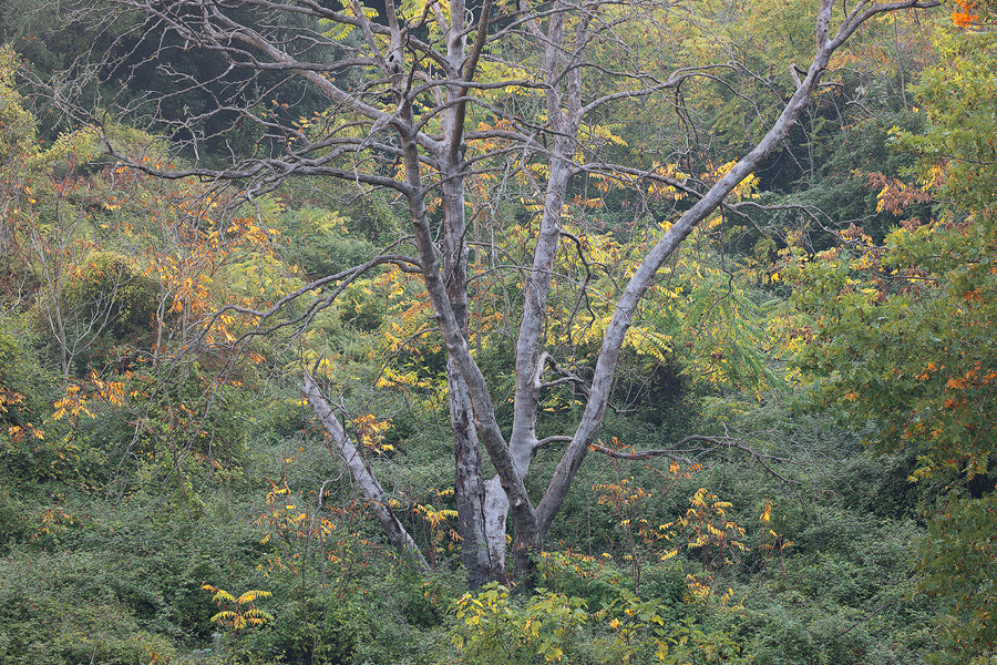 Dense vegetation