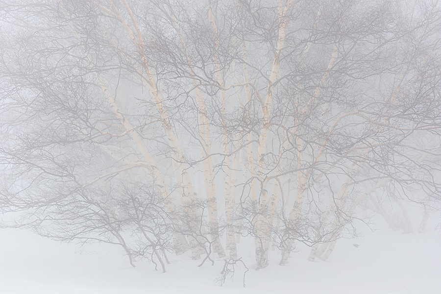 Invisible forest
