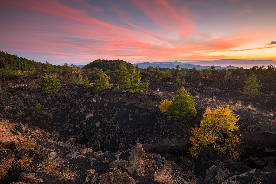 Lava rock pioneer plants