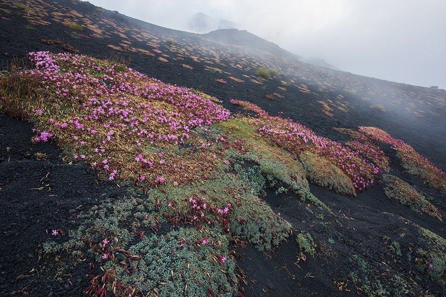 Mist and flowers