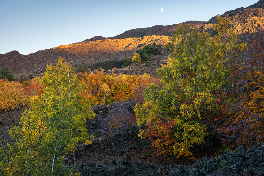 Moon on the pioneer forest