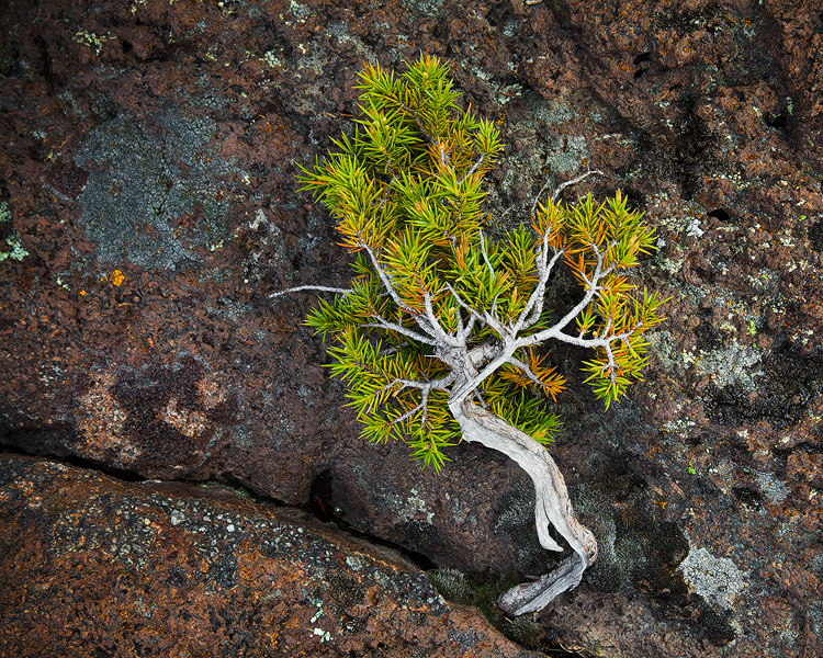 Natural Bonsai