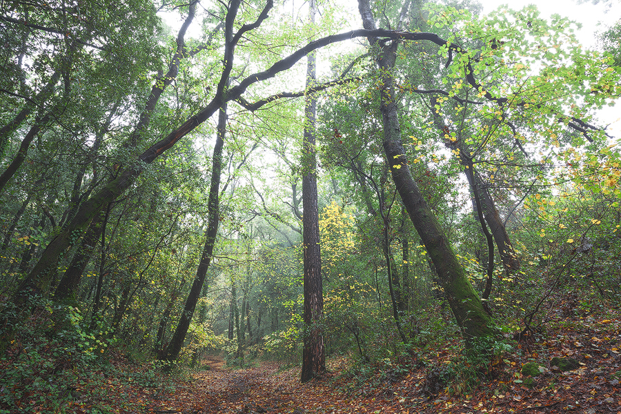 Old forest
