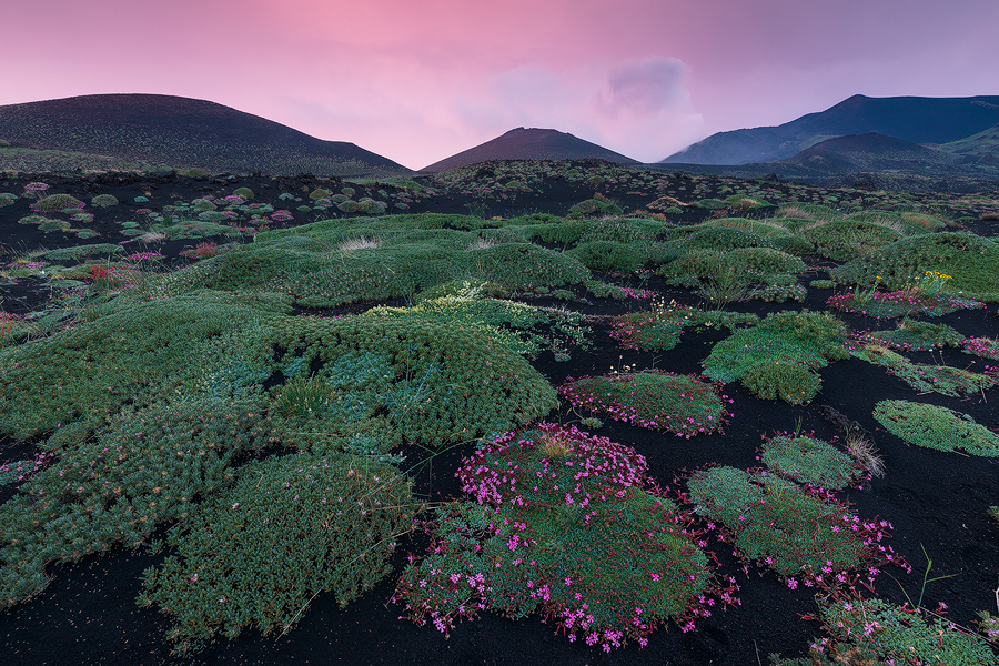 Pink light on pink flowers