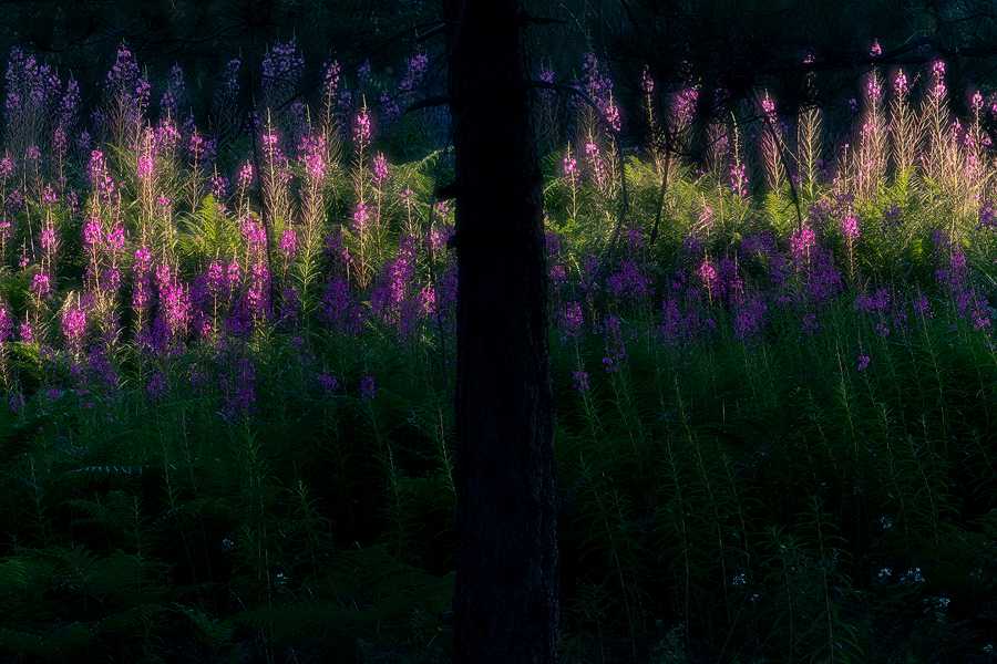 Playing with light