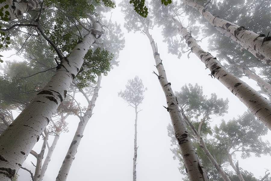 Trees in fog