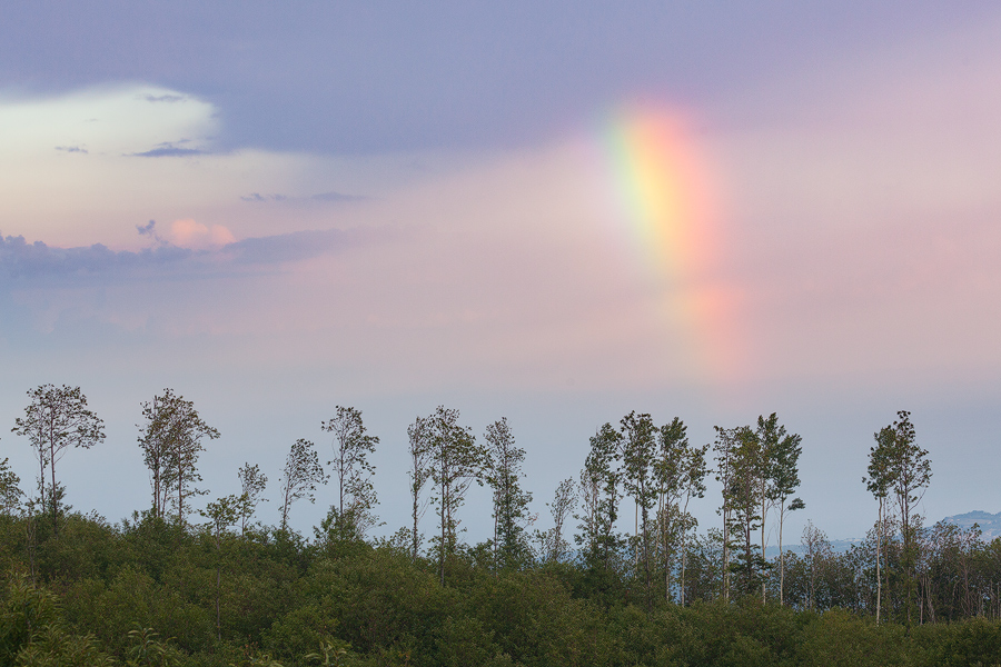 Rainbow over cestnuts