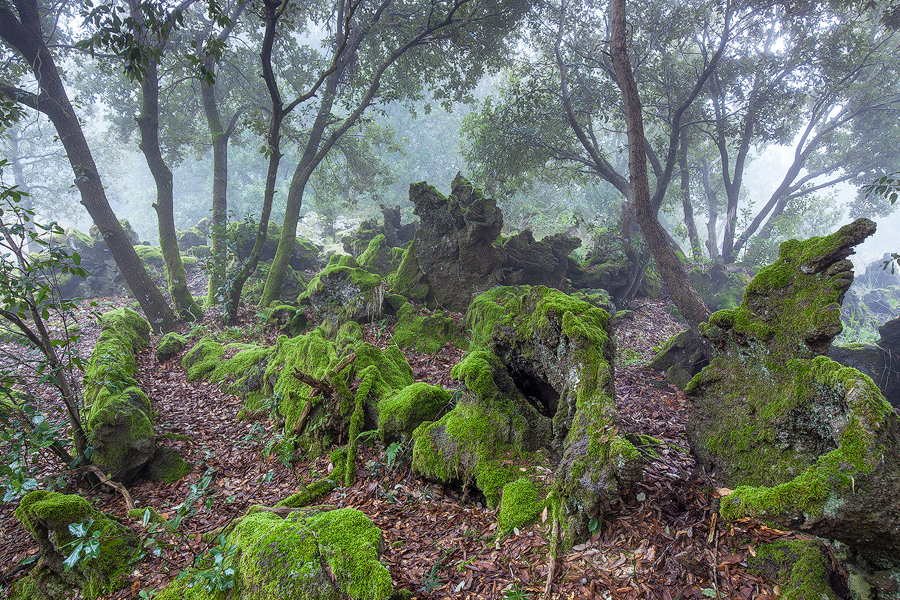 Rocks and moss