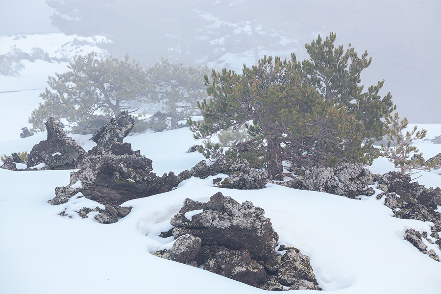 Rocks and pines