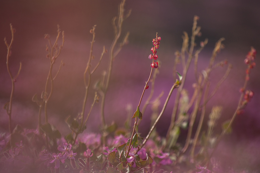 Rumex aetnensis