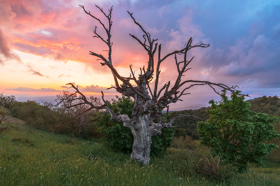 Skeleton tree 