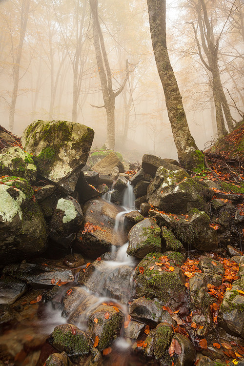 Stream in the fog