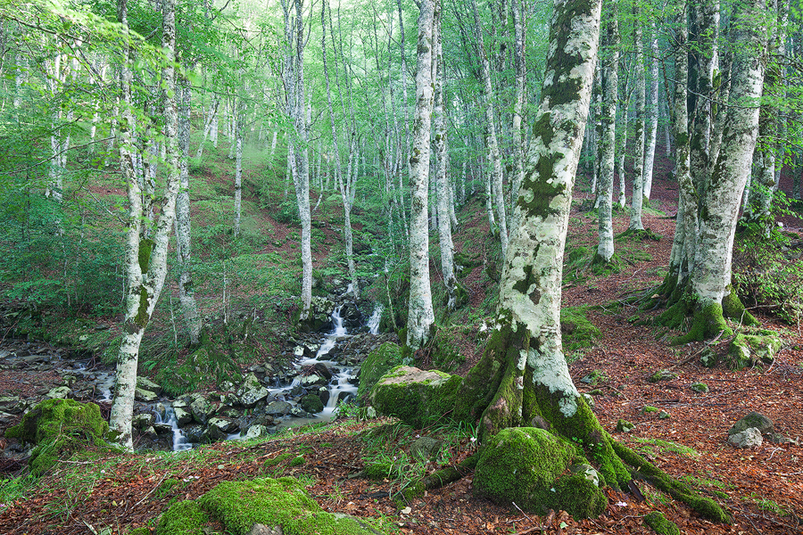 Stream of the fairies