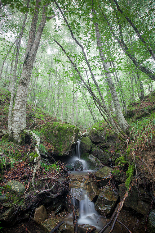 Summer stream
