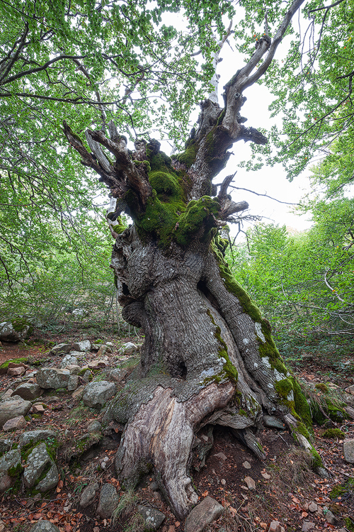 The Big Old Tree