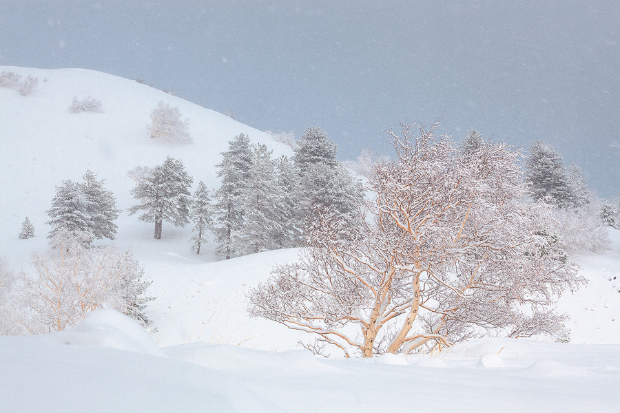 The colors of white