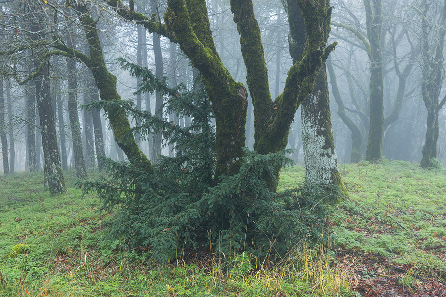 The fairy woods