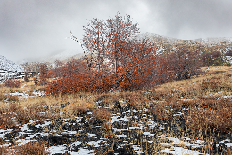 The fall leaves for the winter