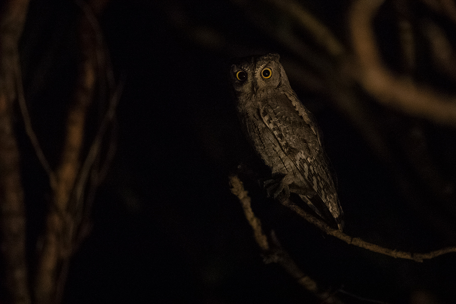 The ghost of the night