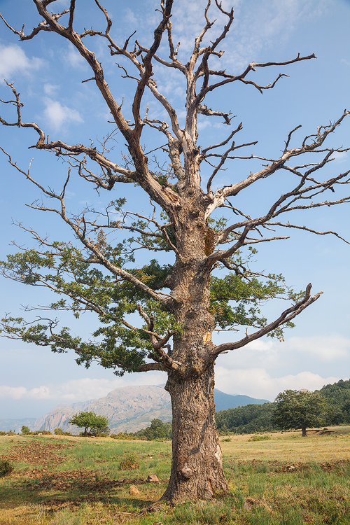 The Old Oak