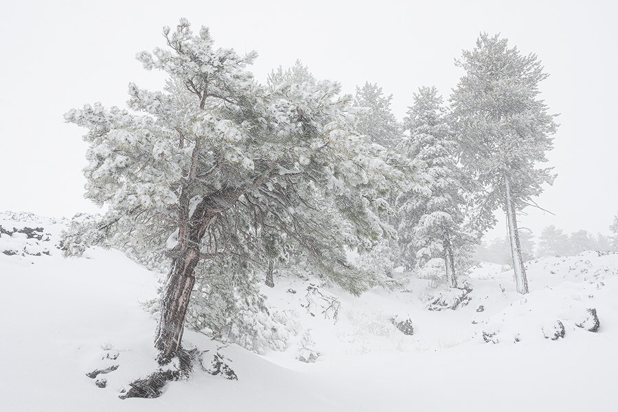 The white garden