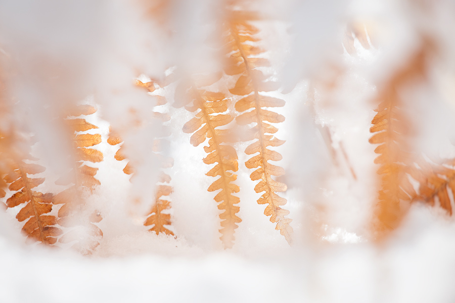 Under the snow