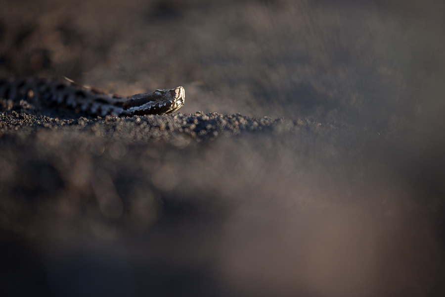 Viper in volcanic lands