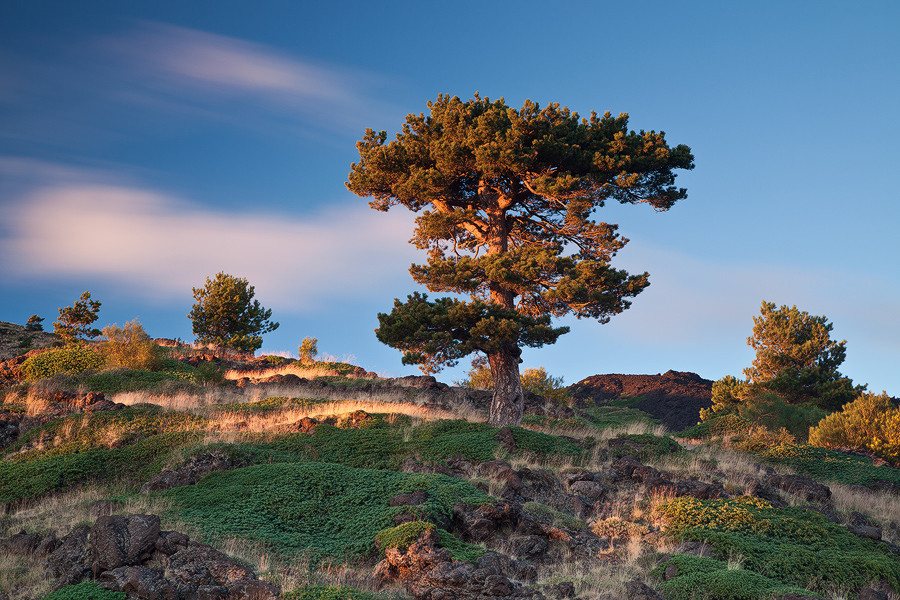 Volcanic Bonsai