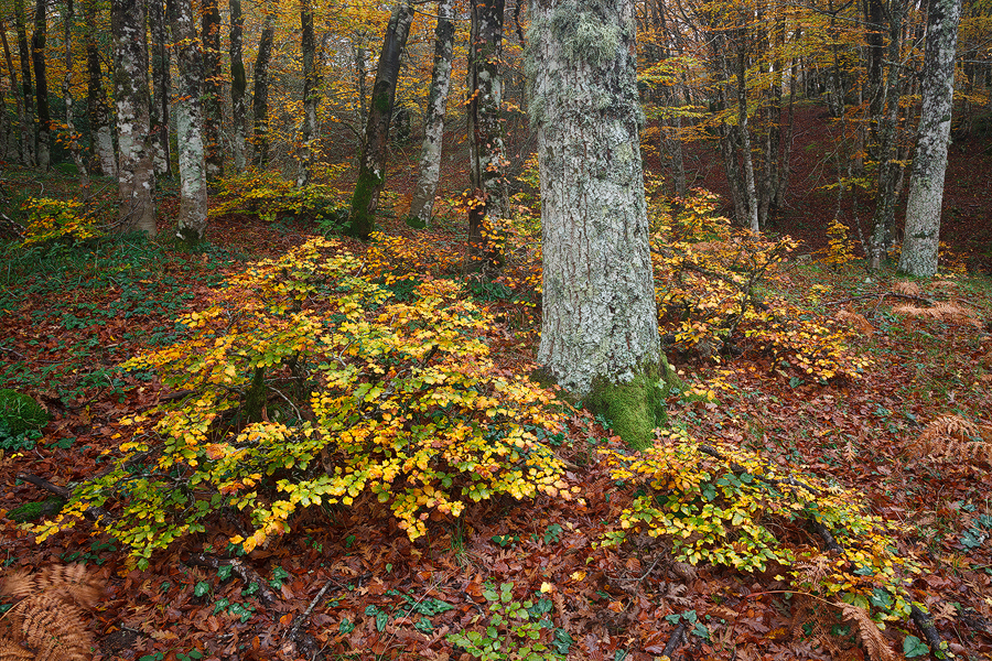 Walking in a forest in autumn