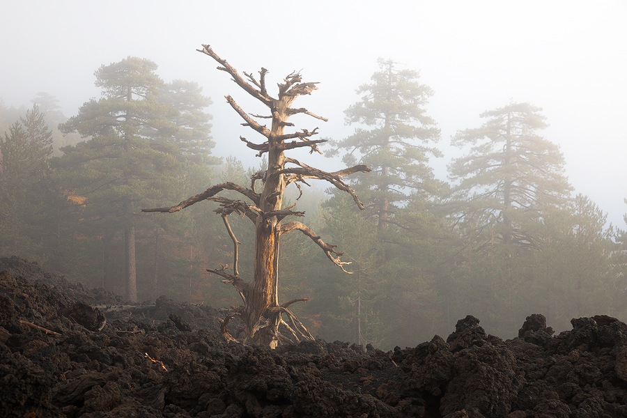 When lava run over a pine