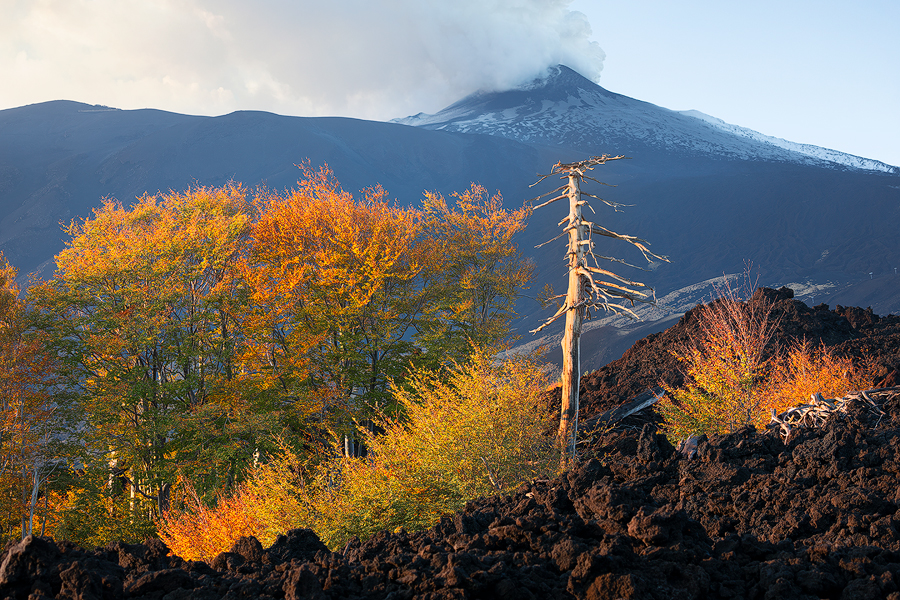 Where lava meets forest