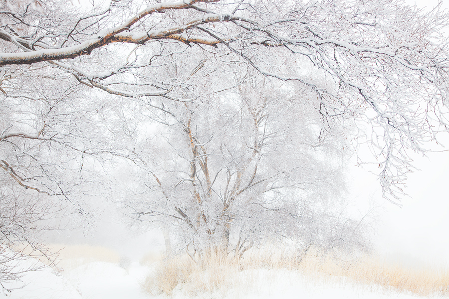 White branches