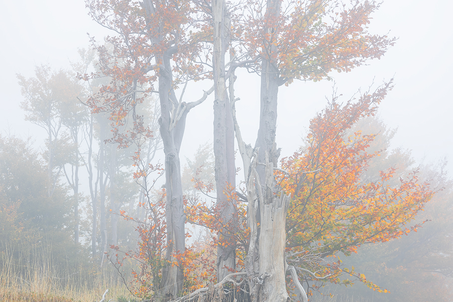 Wild trees