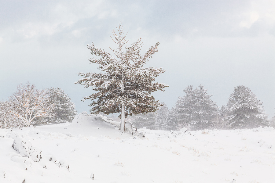 Winter