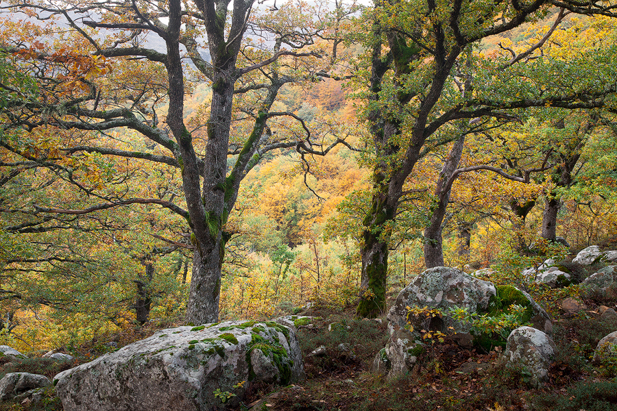 Woodland