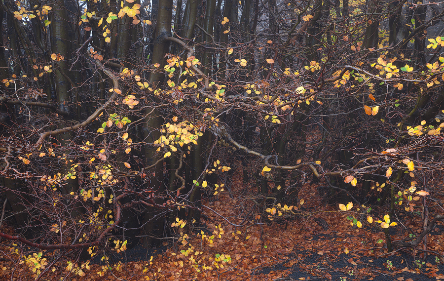 Yellow dots