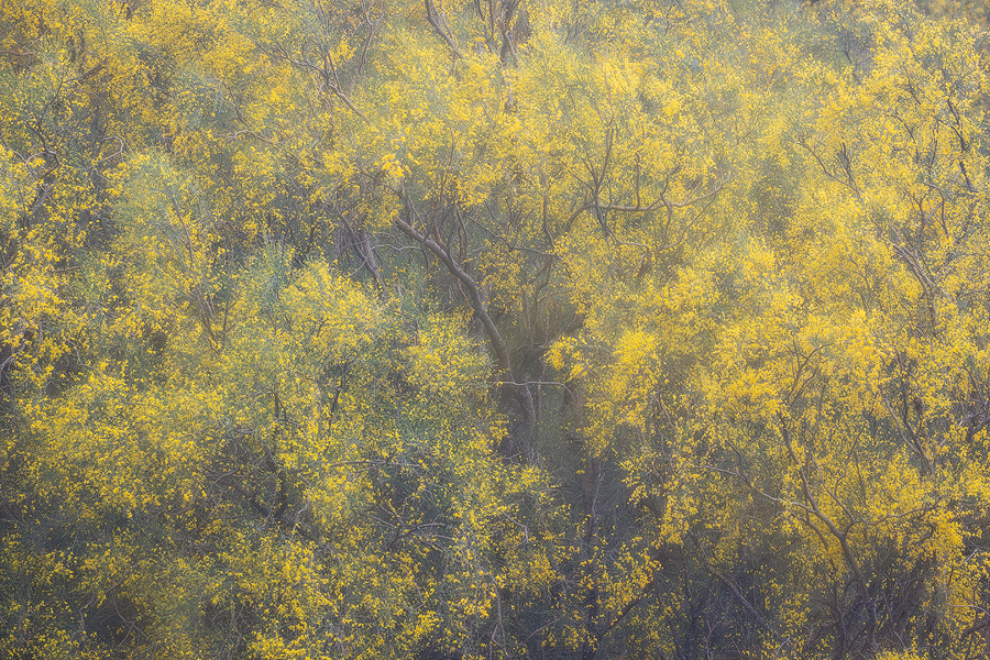 Yellow dream