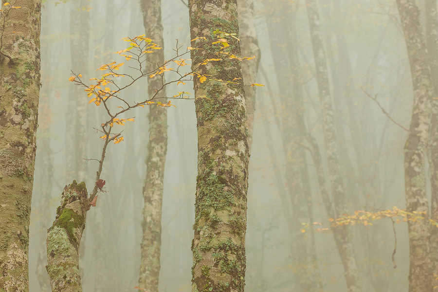 Yellow leaves